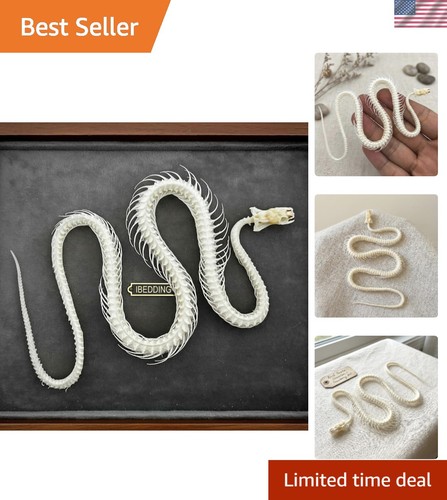 Snake skeleton animal skull - snake,