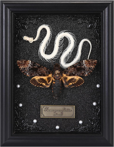 Real death head moth framed - real,