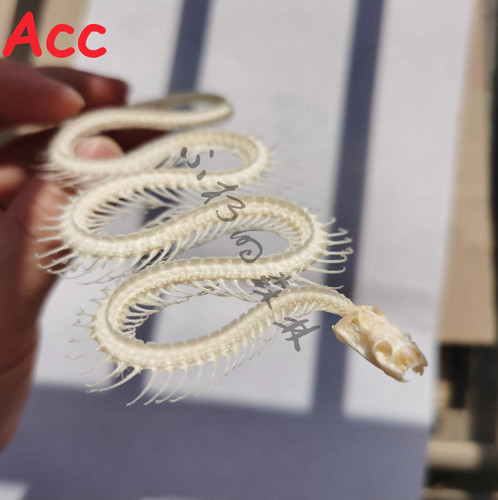 Snake skeleton specimen animal - snake,