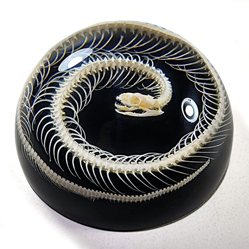 Snake skeleton resin black - skeleton,